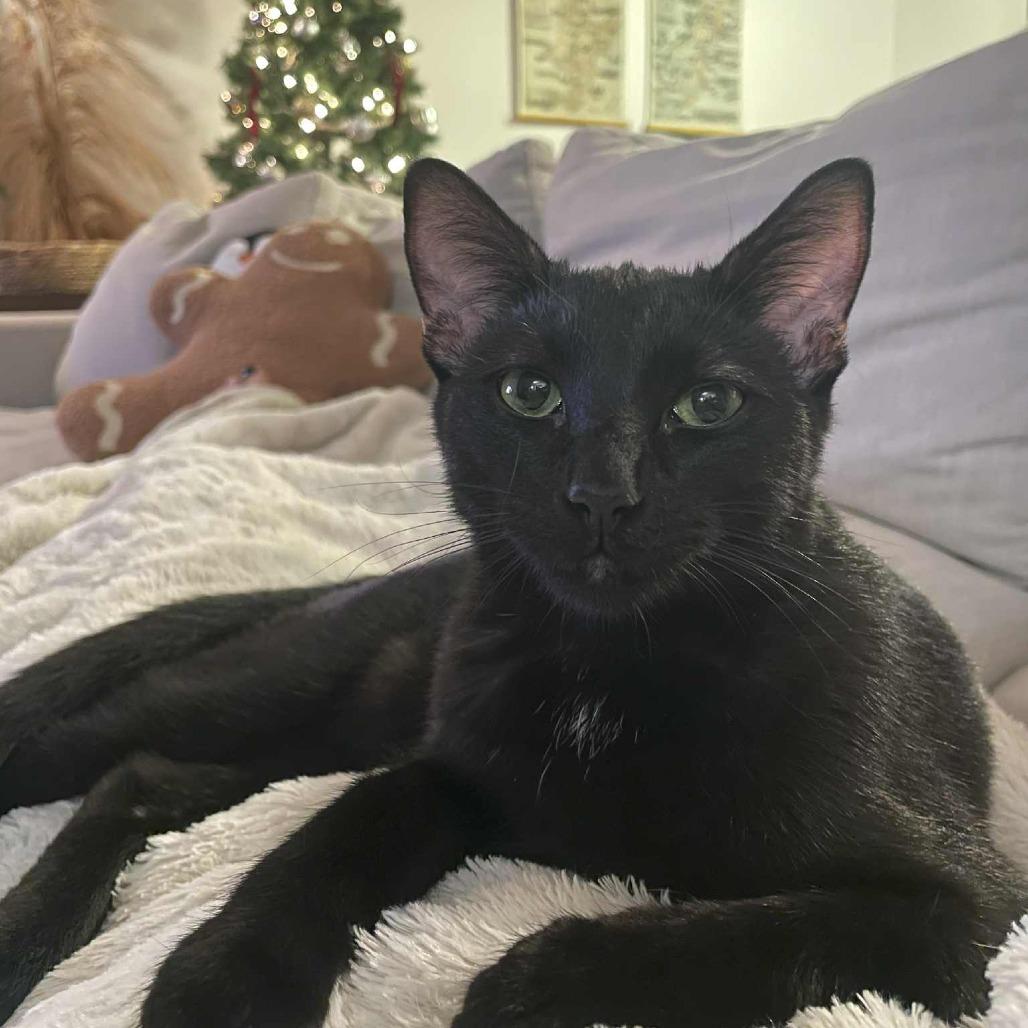 Enlarge Basie, a Adoptable Domestic Short Hair in Wichita, KS image 5/6