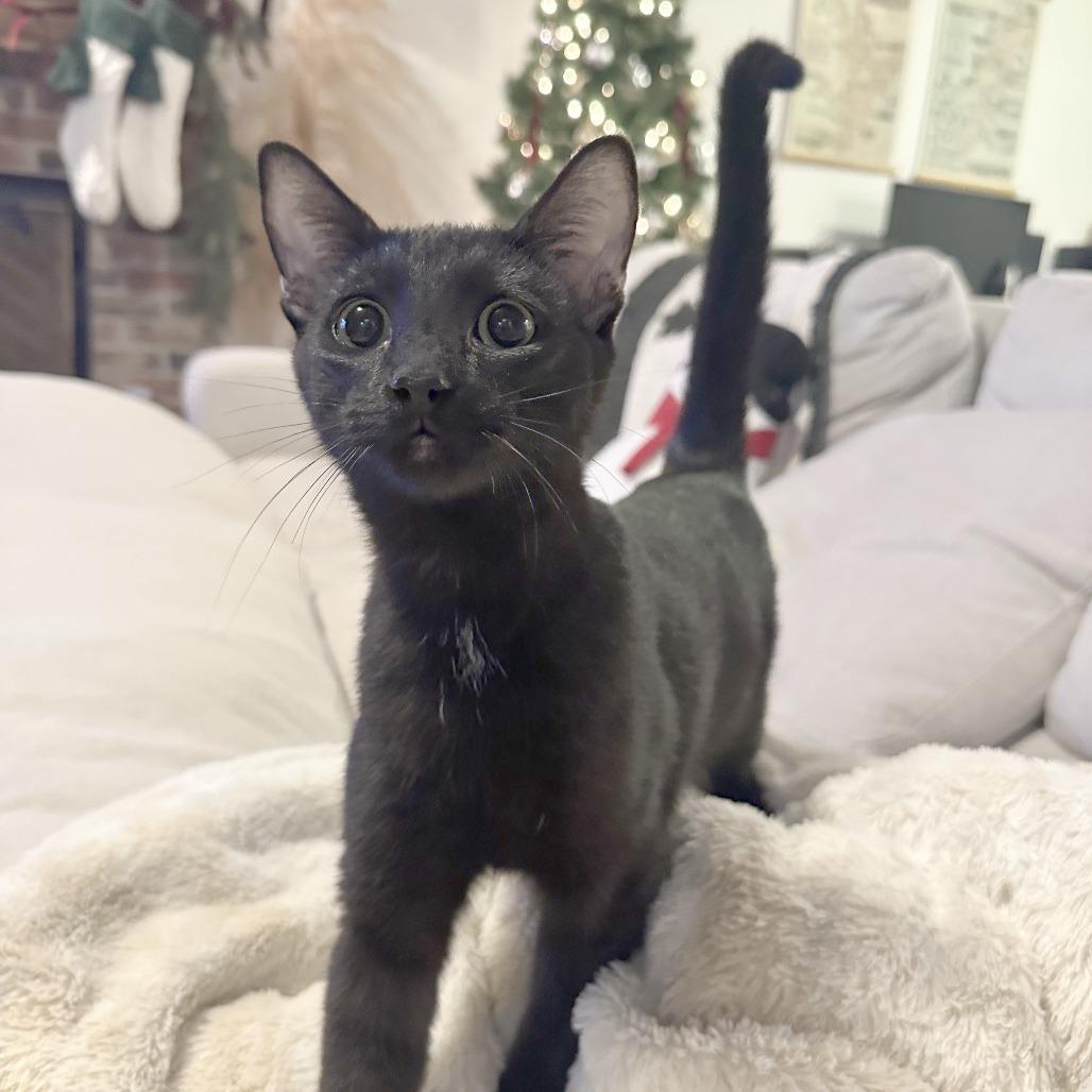 Enlarge Basie, a Adoptable Domestic Short Hair in Wichita, KS image 6/6