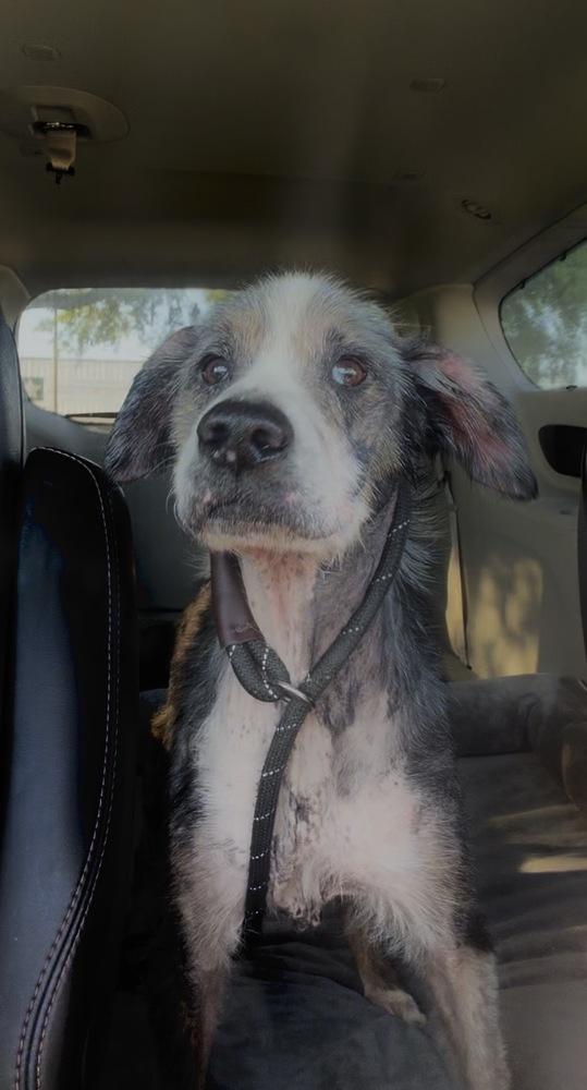 Enlarge Ecko, a Adoptable mixed breed in Melbourne Beach, FL image 1/2