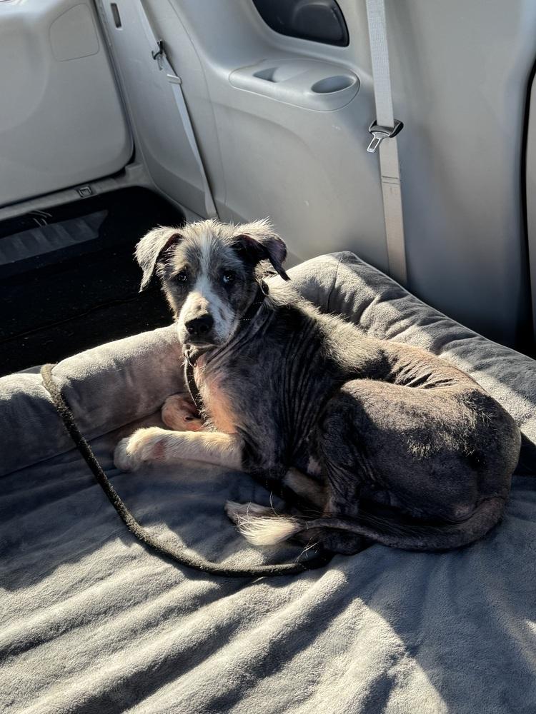Enlarge Ecko, a Adoptable mixed breed in Melbourne Beach, FL image 2/2