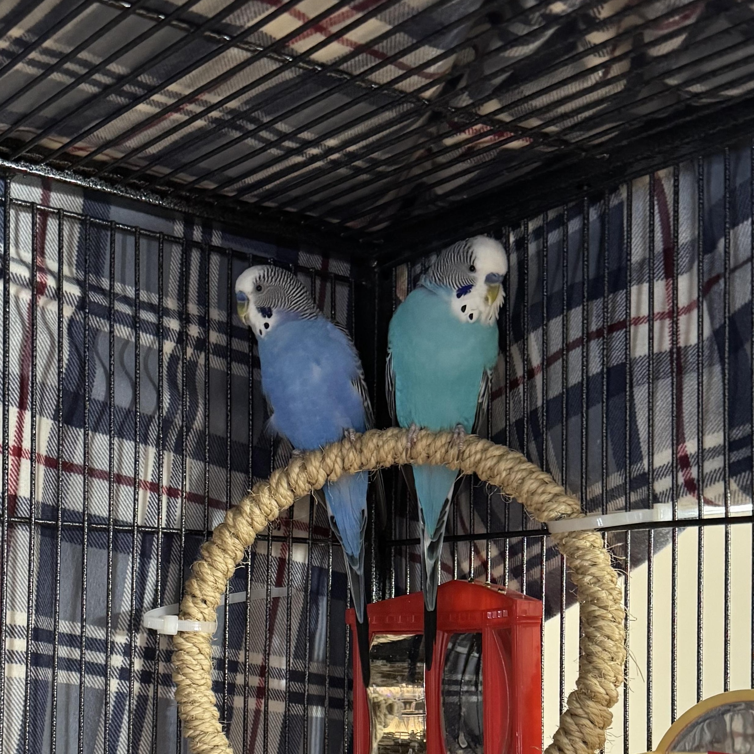 Murphy & Reno, a Adoptable Parakeet (Other) in Andover, CT image 2/3