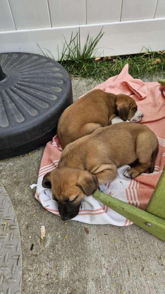 Ashland, Adopted, Puppy Female Mixed Breed.