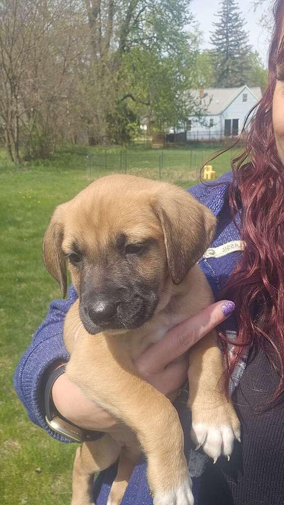 Enlarge Ashland, a Adopted mixed breed in Grand Rapids, MI image 3/6