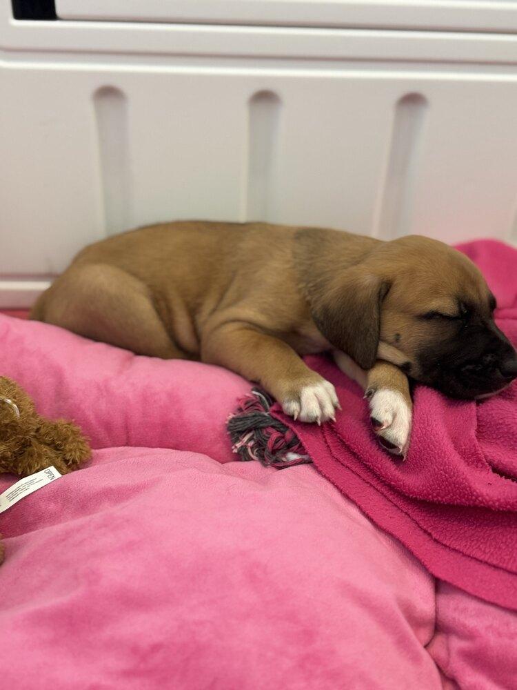 Enlarge Ashland, a Adopted mixed breed in Grand Rapids, MI image 4/6