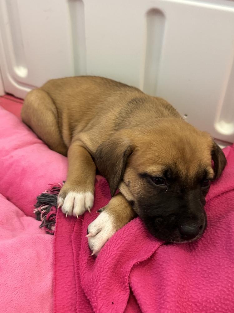 Enlarge Ashland, a Adopted mixed breed in Grand Rapids, MI image 5/6