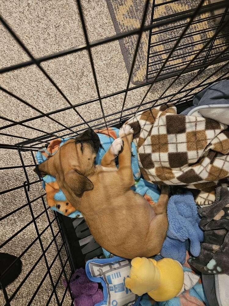 Enlarge Ashland, a Adopted mixed breed in Grand Rapids, MI image 6/6