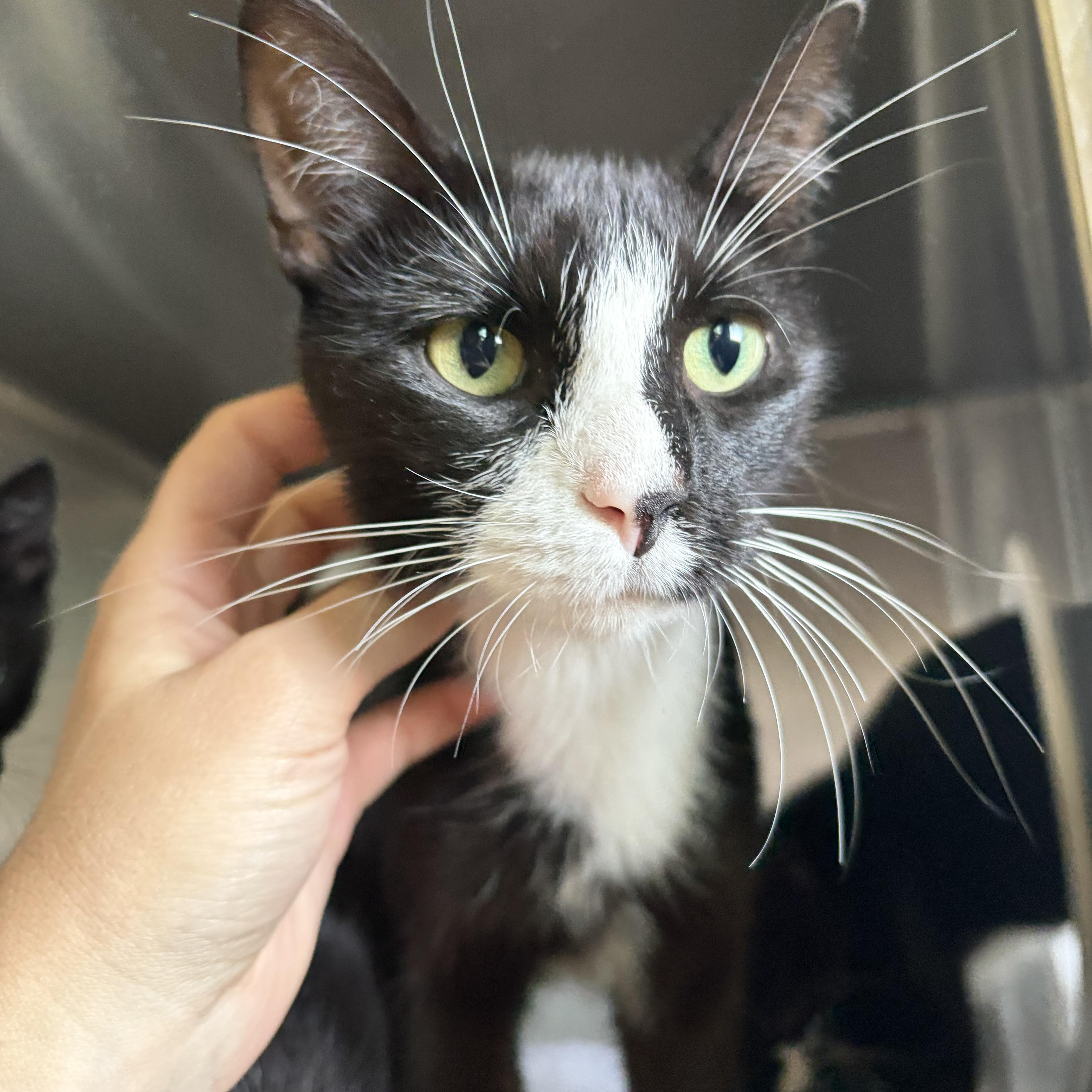 Chai, Adoptable, Young Female Domestic Short Hair.