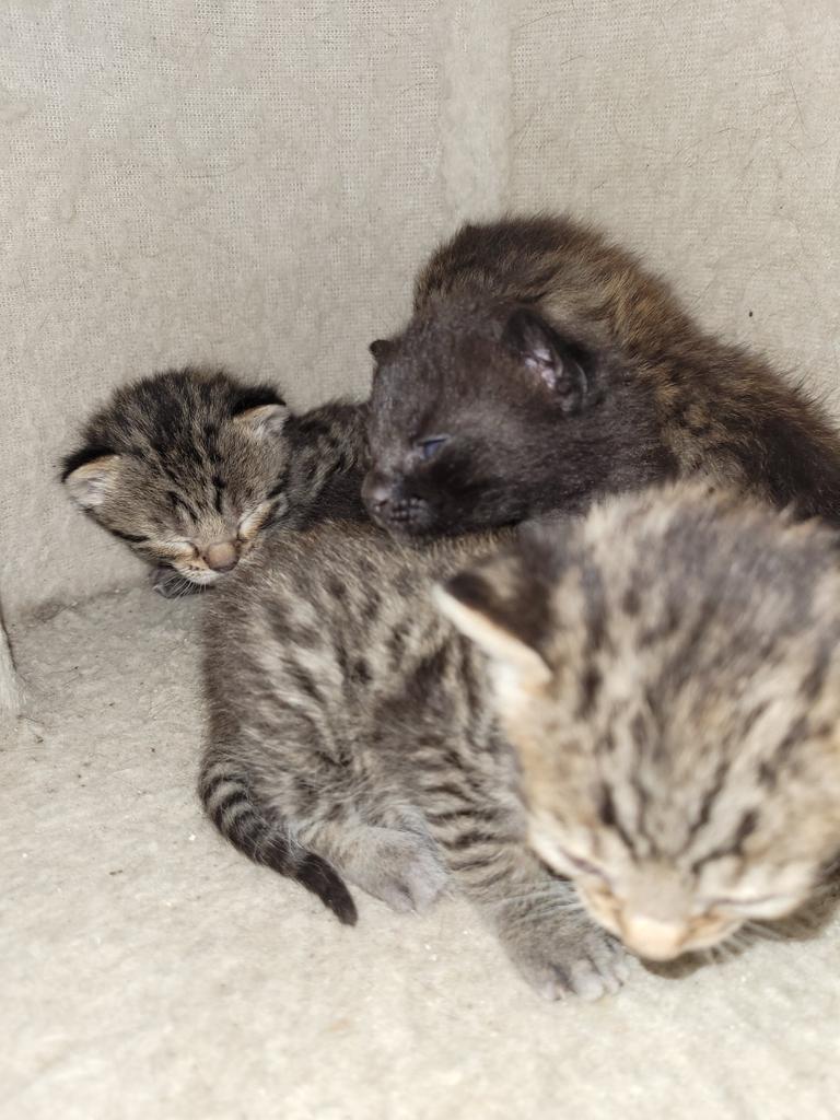 Frank AKA Kramer, Adopted, Adult Male Domestic Short Hair.