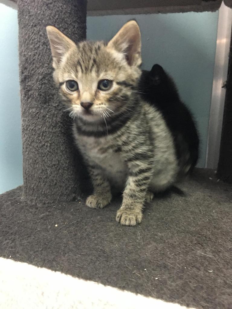 Frank AKA Kramer, a Adopted mixed breed in Lunenburg, VT image 2/2