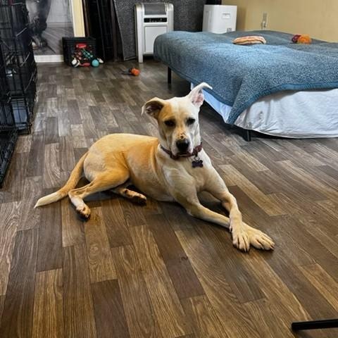 Enlarge Cassie, a ADOPTABLE mixed breed in Unionville, CT image 2/6
