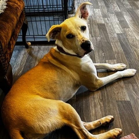 Enlarge Cassie, a ADOPTABLE mixed breed in Unionville, CT image 3/6