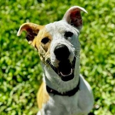 Cassie, ADOPTABLE, Young Female Terrier & Hound.
