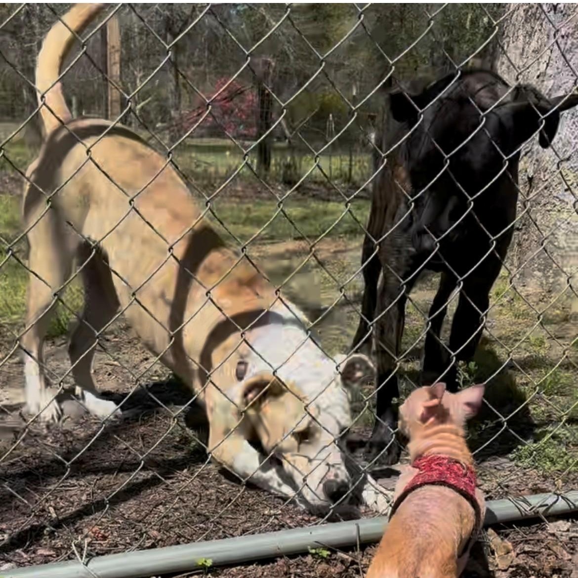Enlarge Cassie, a ADOPTABLE mixed breed in Unionville, CT image 5/6