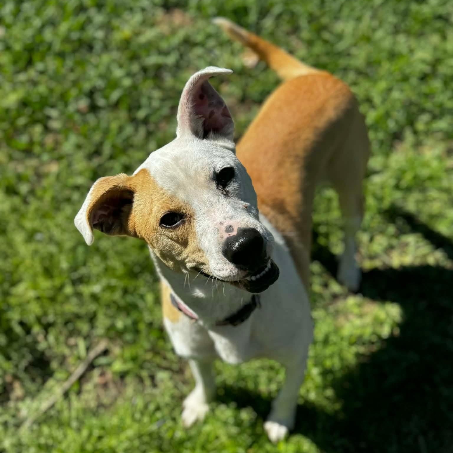 Enlarge Cassie, a ADOPTABLE mixed breed in Unionville, CT image 4/6