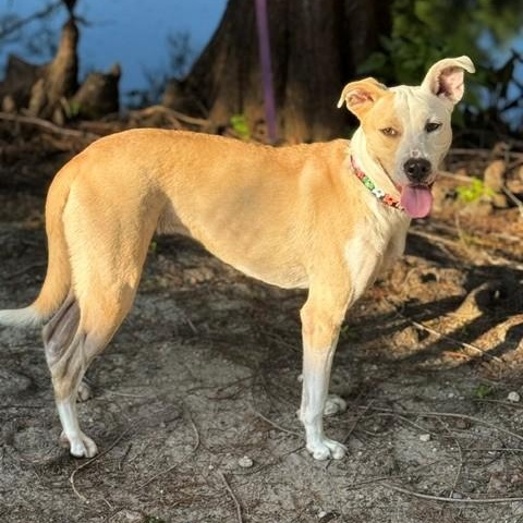 Enlarge Cassie, a ADOPTABLE mixed breed in Unionville, CT image 6/6