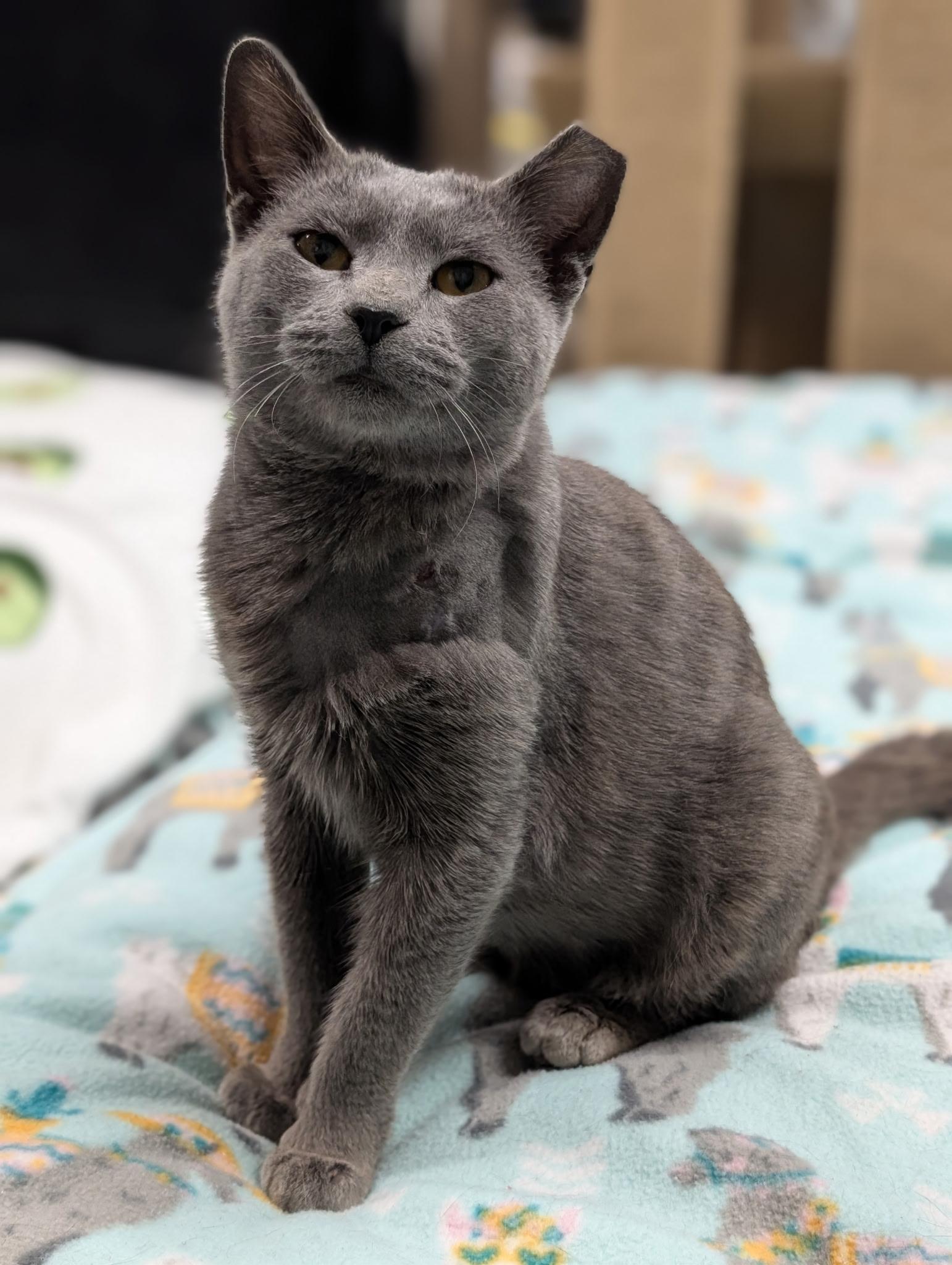 Cuda, a Adoptable Domestic Short Hair in Hartville, OH image 2/4