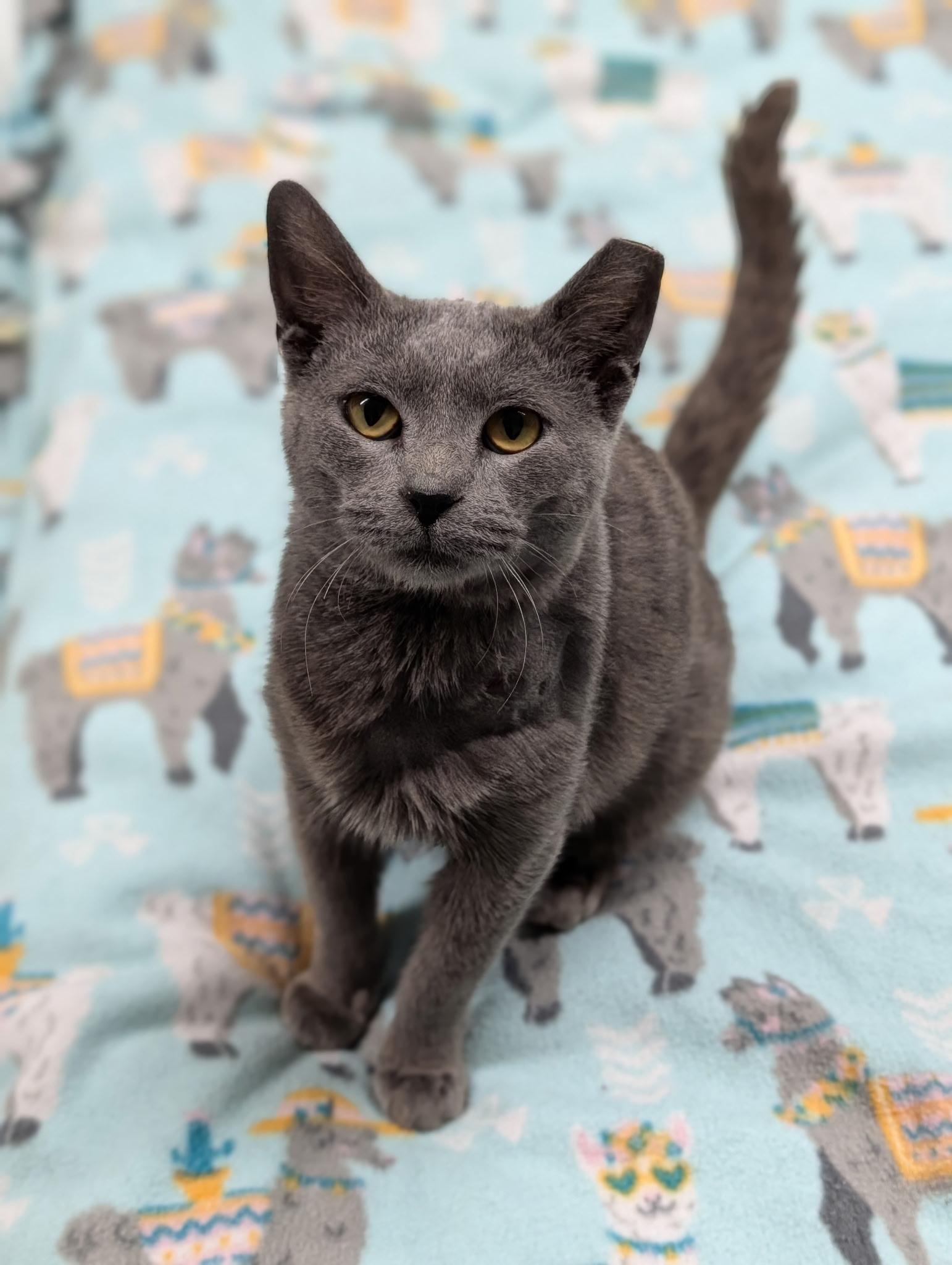 Cuda, a Adoptable Domestic Short Hair in Hartville, OH image 4/4