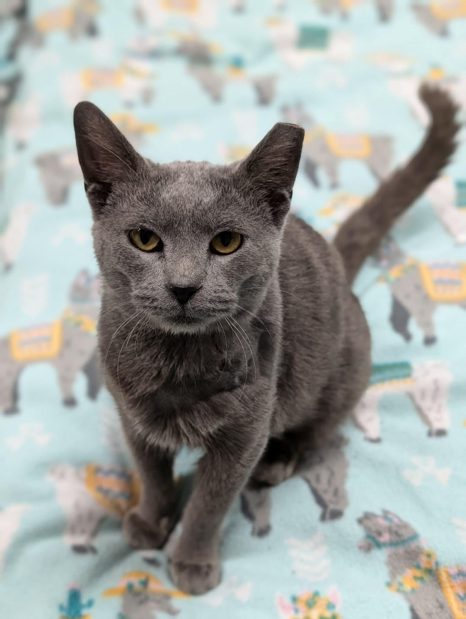 Cuda, a Adoptable Domestic Short Hair in Hartville, OH image 3/4