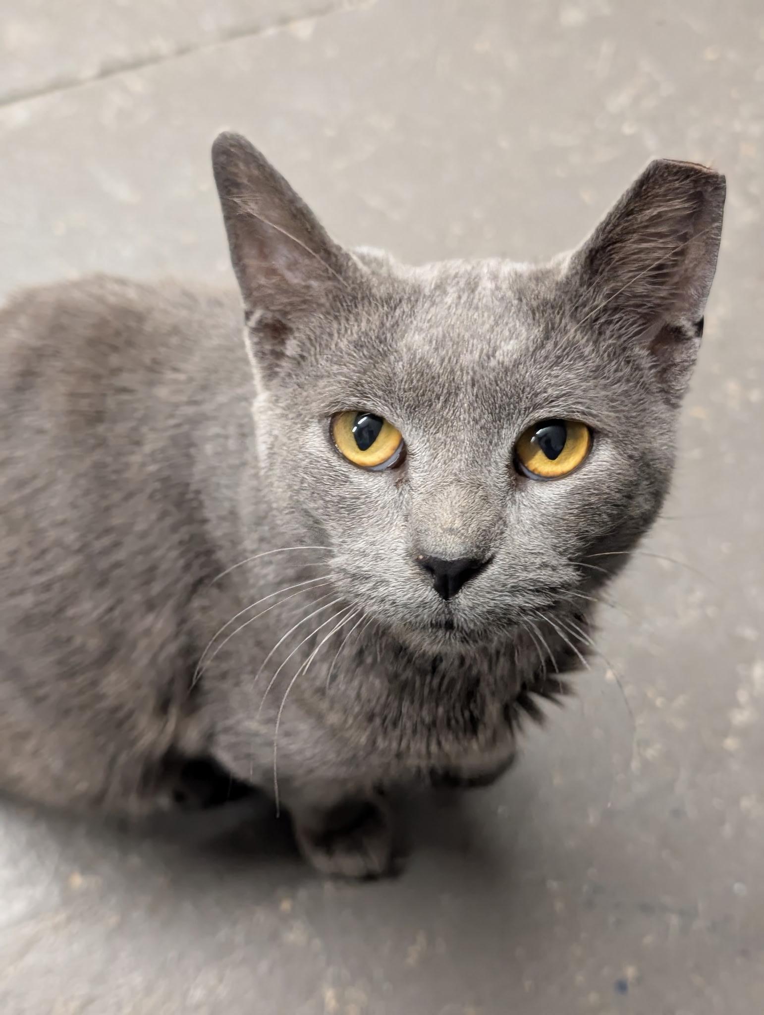 Cuda, Adoptable, Young Male Domestic Short Hair.