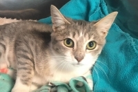 Enlarge Lucy, a Adoptable Domestic Short Hair in Woodland Hills, CA image 1/1