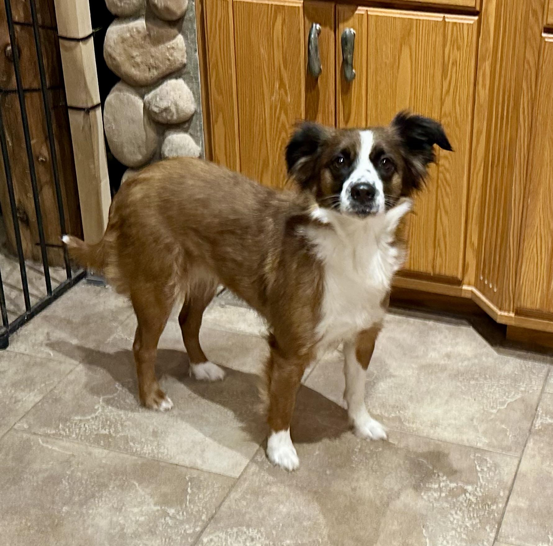 Enlarge HOW CUTE IS SHE?????, an adoptable mixed breed in Toledo, OH image 1/2