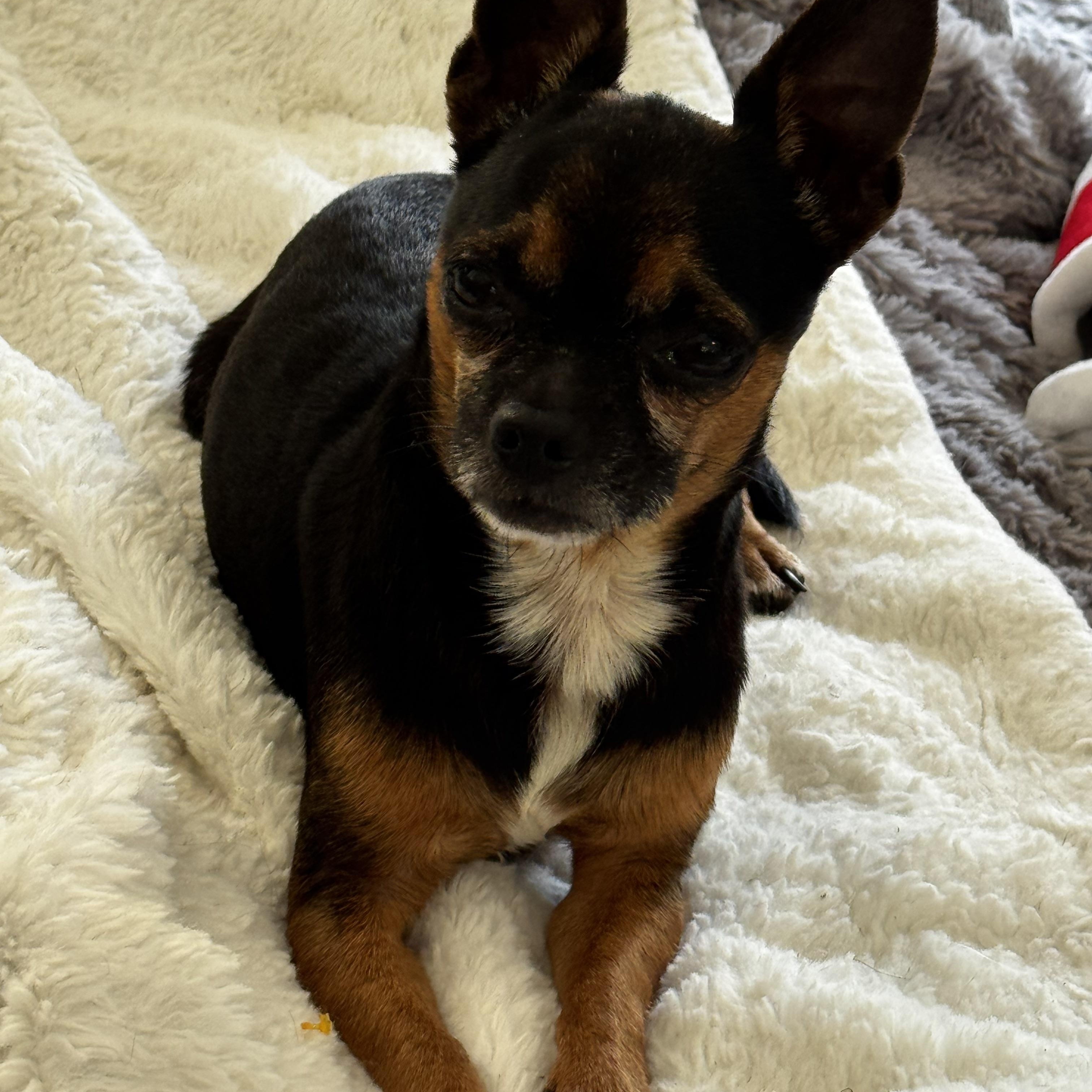Enlarge Pocket size!!!, a ADOPTABLE Chihuahua in Fort Myers Beach, FL image 2/4
