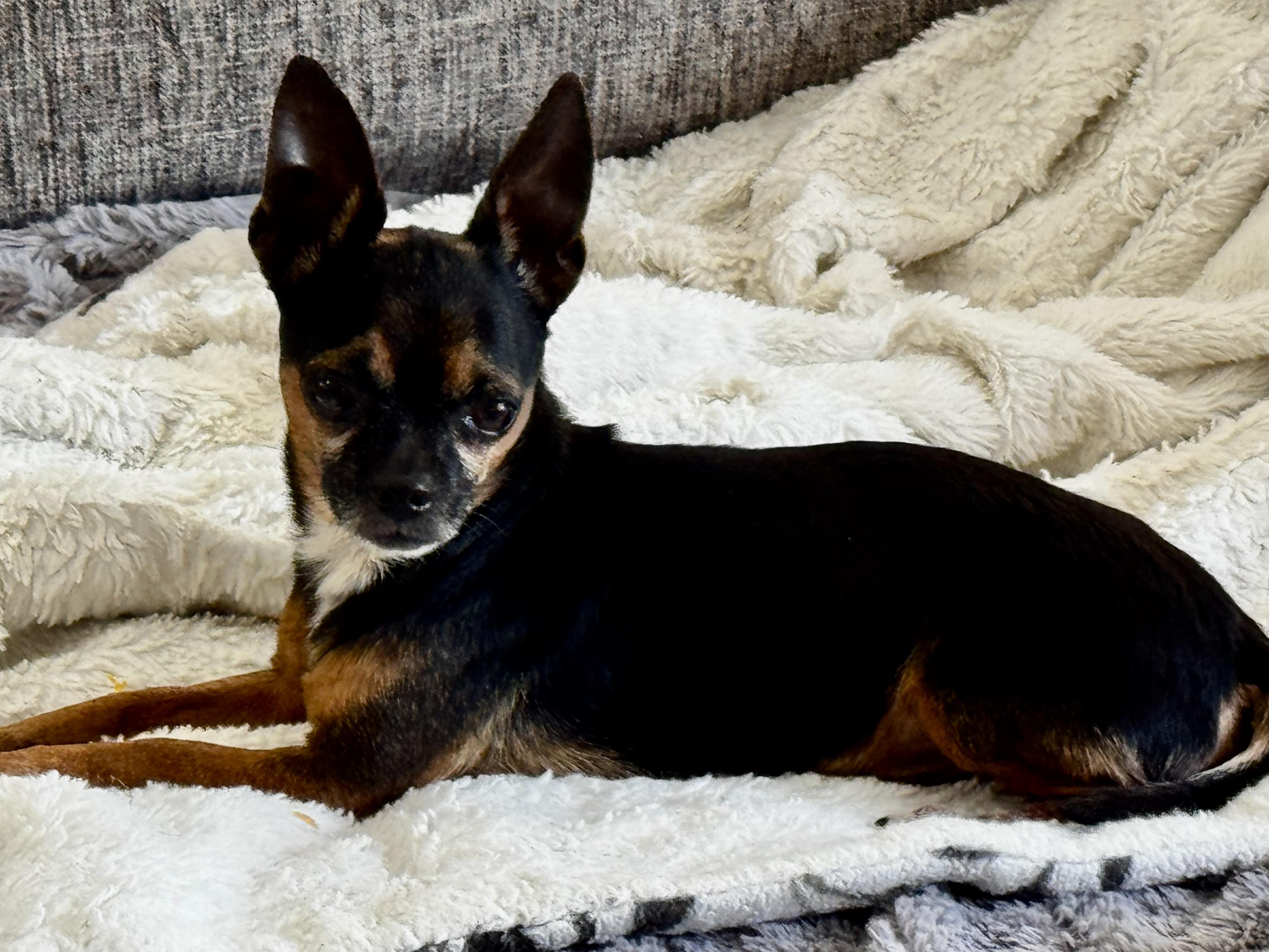 Enlarge Pocket size!!!, a ADOPTABLE Chihuahua in Fort Myers Beach, FL image 3/4