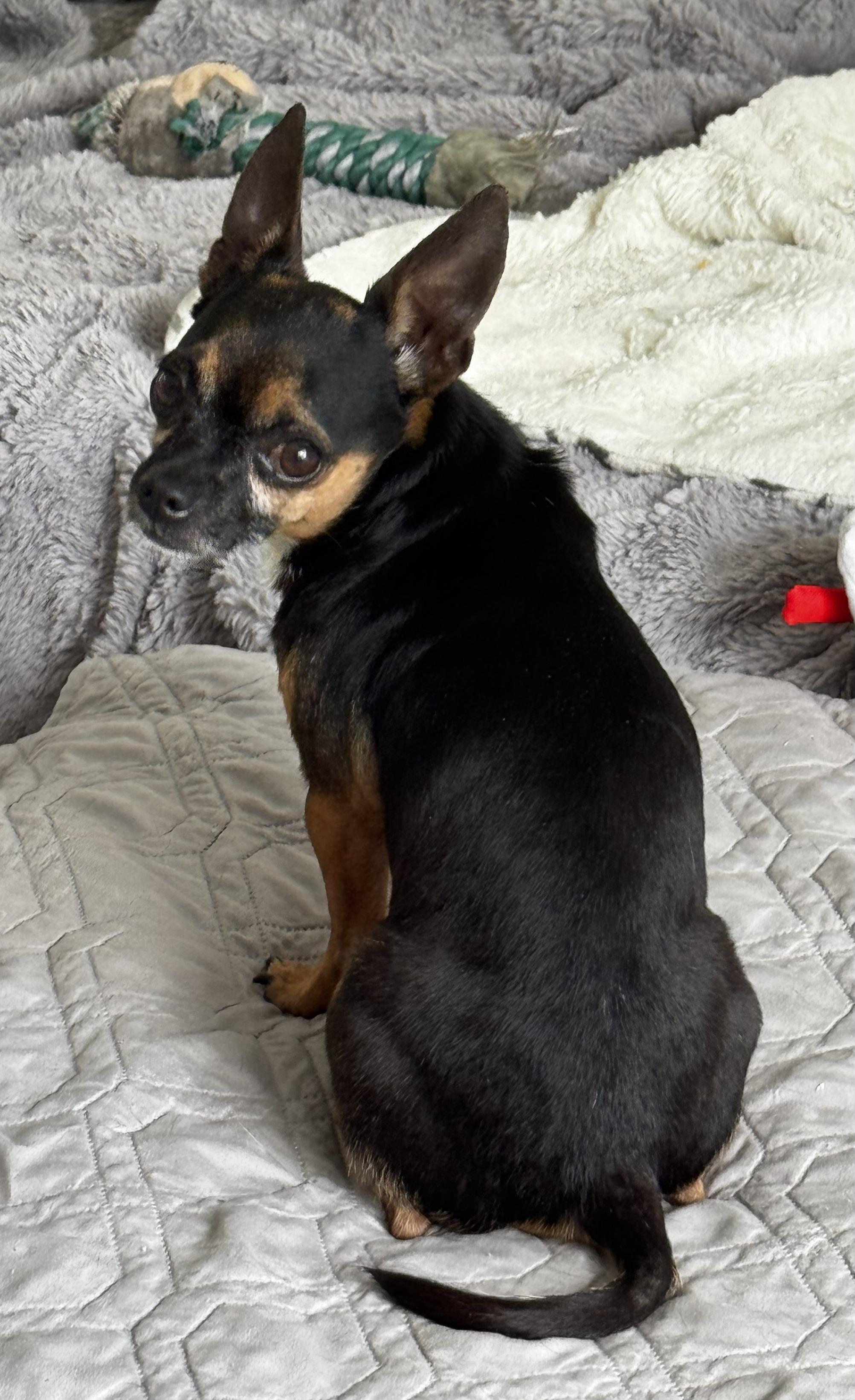 Enlarge Pocket size!!!, a ADOPTABLE Chihuahua in Fort Myers Beach, FL image 4/4