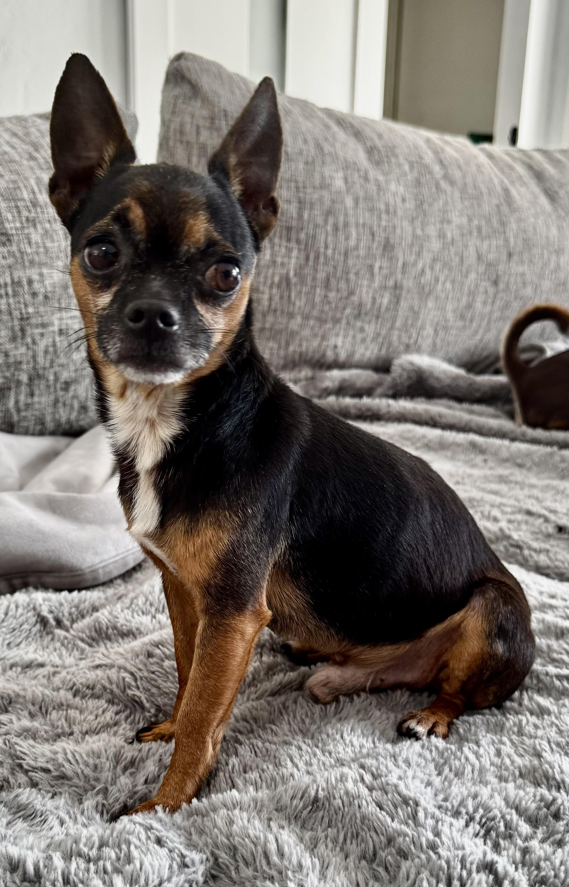 Pocket size!!!, ADOPTABLE, Adult Male Chihuahua.
