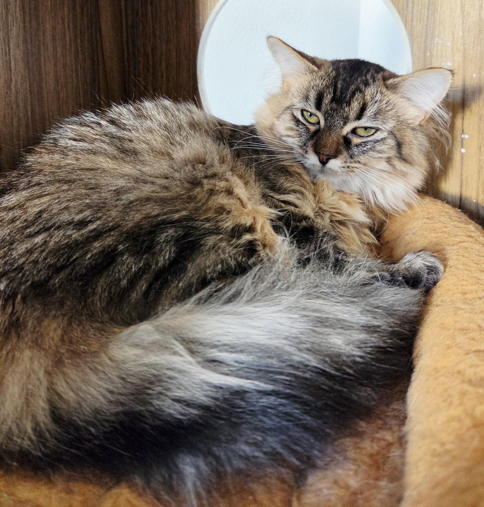 Rue, Adoptable, Kitten Female Domestic Medium Hair.