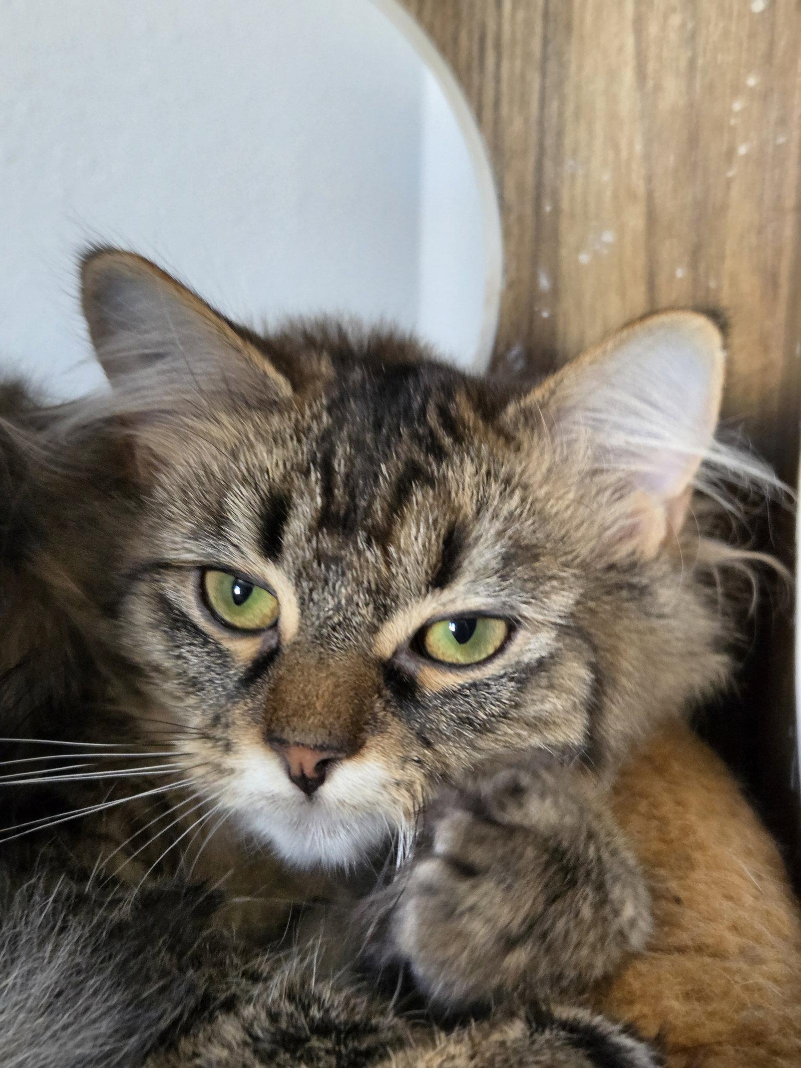 Enlarge Rue, a Adoptable Domestic Medium Hair in Montello, WI image 2/3