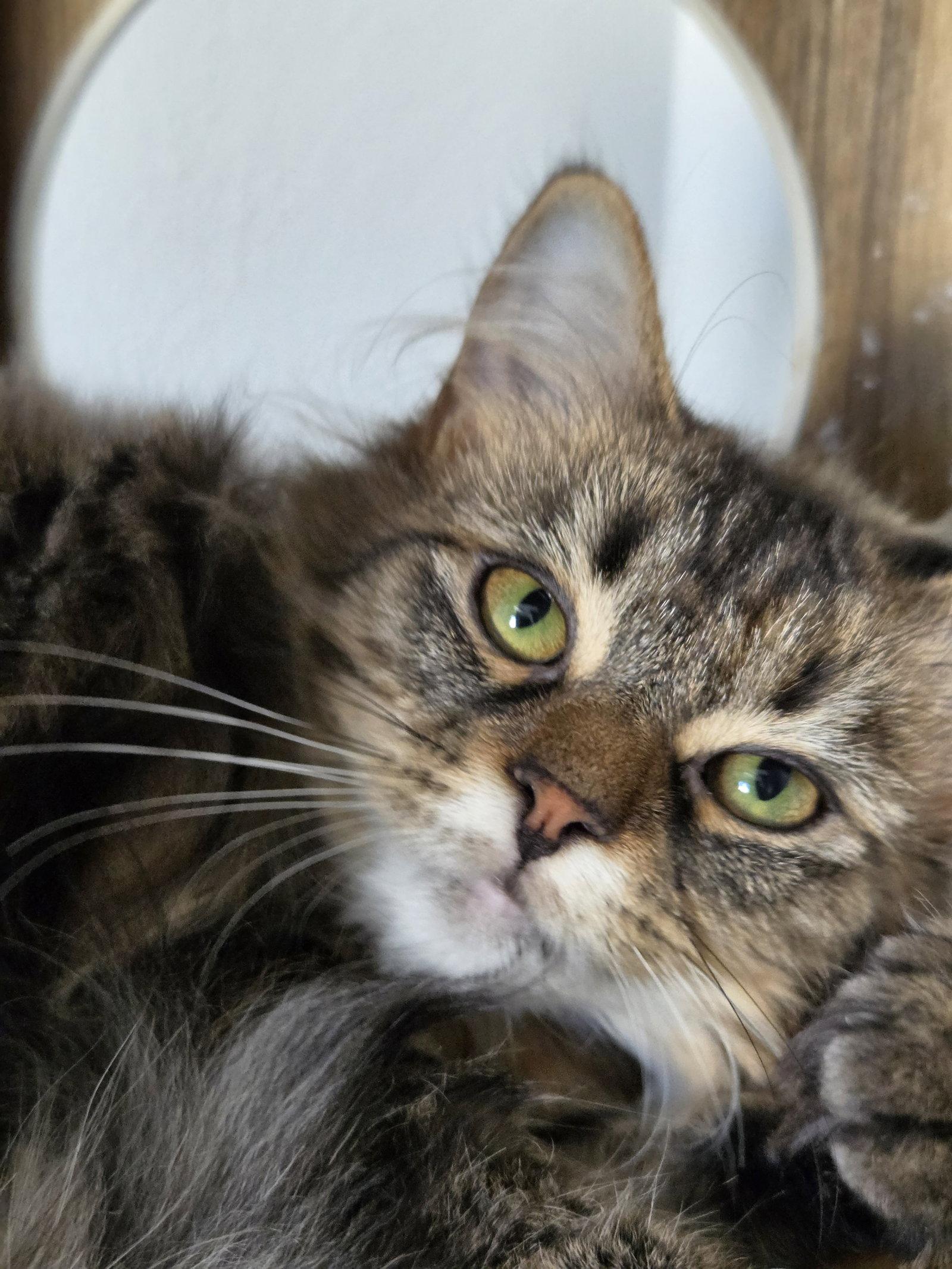 Enlarge Rue, a Adoptable Domestic Medium Hair in Montello, WI image 3/3