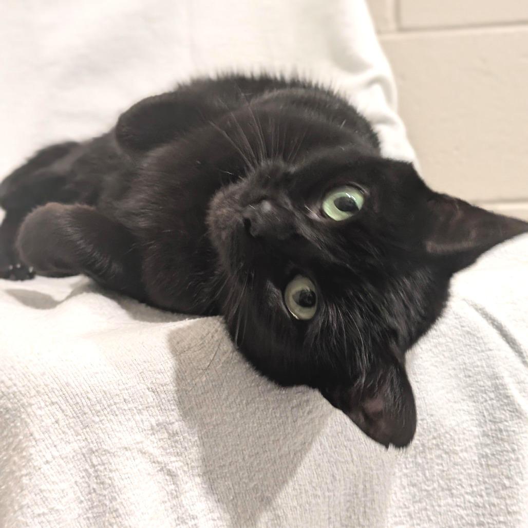 Enlarge Creek, a Adoptable Domestic Short Hair in Smithville, TN image 1/5