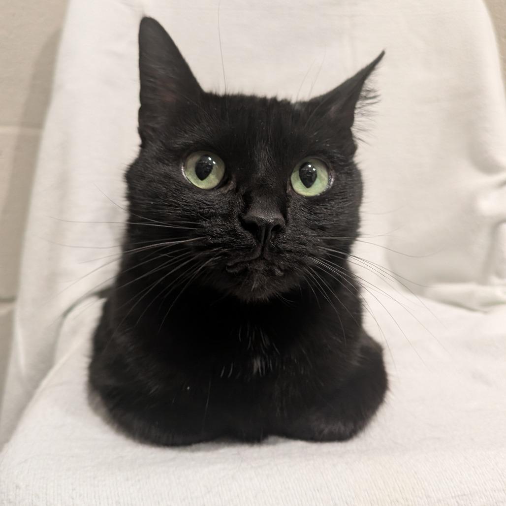 Enlarge Creek, a Adoptable Domestic Short Hair in Smithville, TN image 2/5