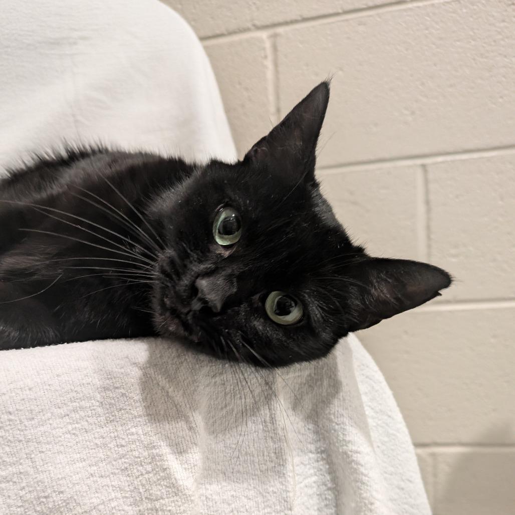 Enlarge Creek, a Adoptable Domestic Short Hair in Smithville, TN image 3/5