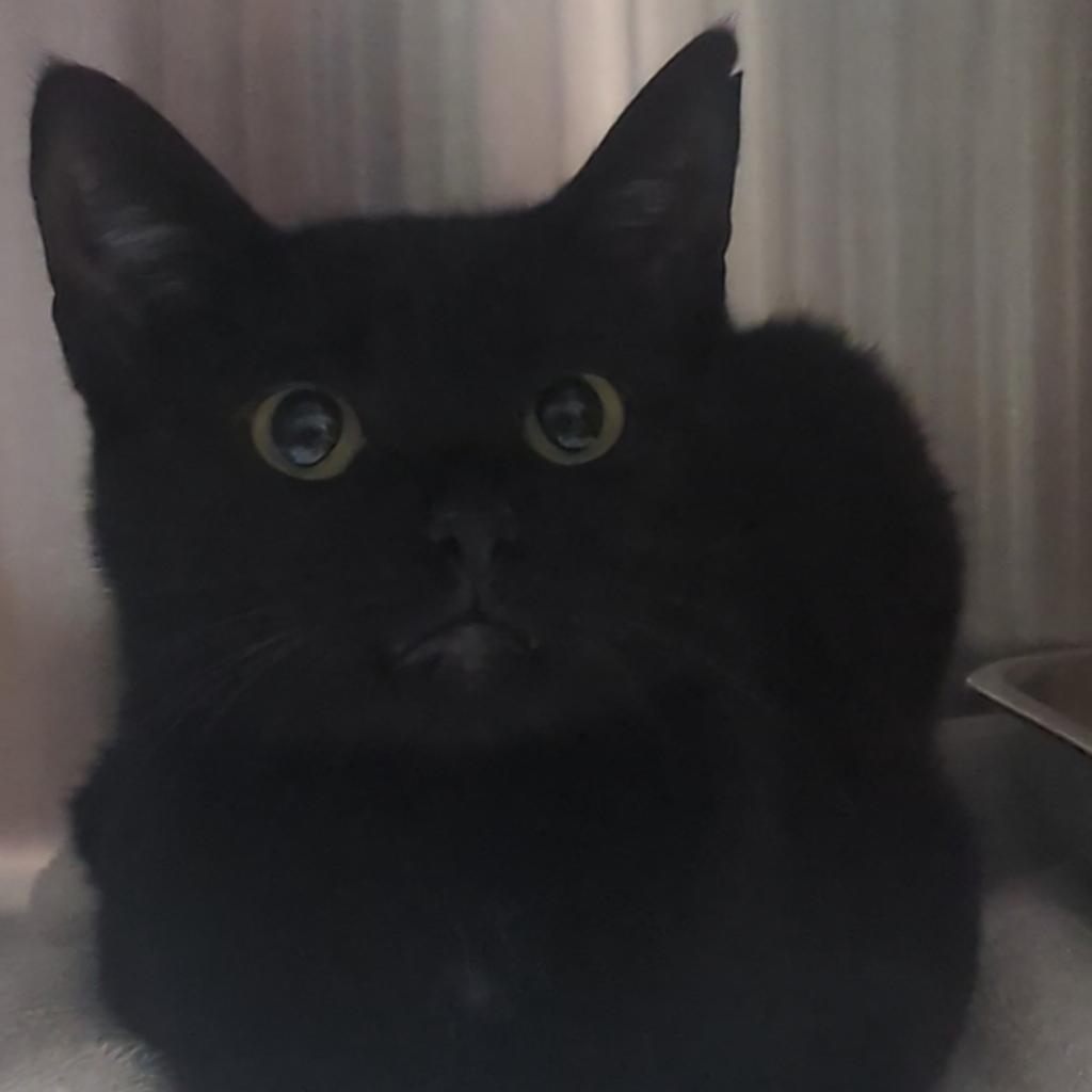 Enlarge Creek, a Adoptable Domestic Short Hair in Smithville, TN image 4/5