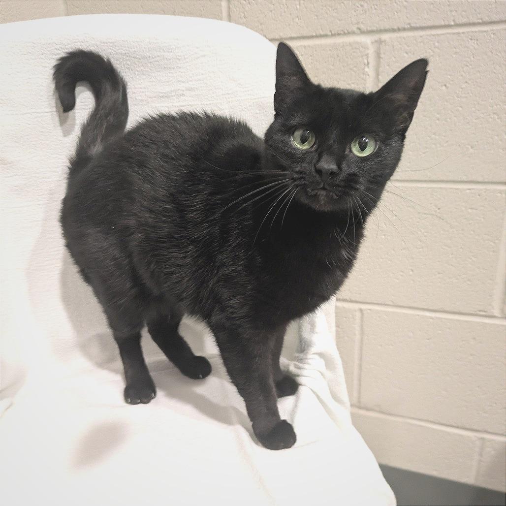 Enlarge Creek, a Adoptable Domestic Short Hair in Smithville, TN image 5/5