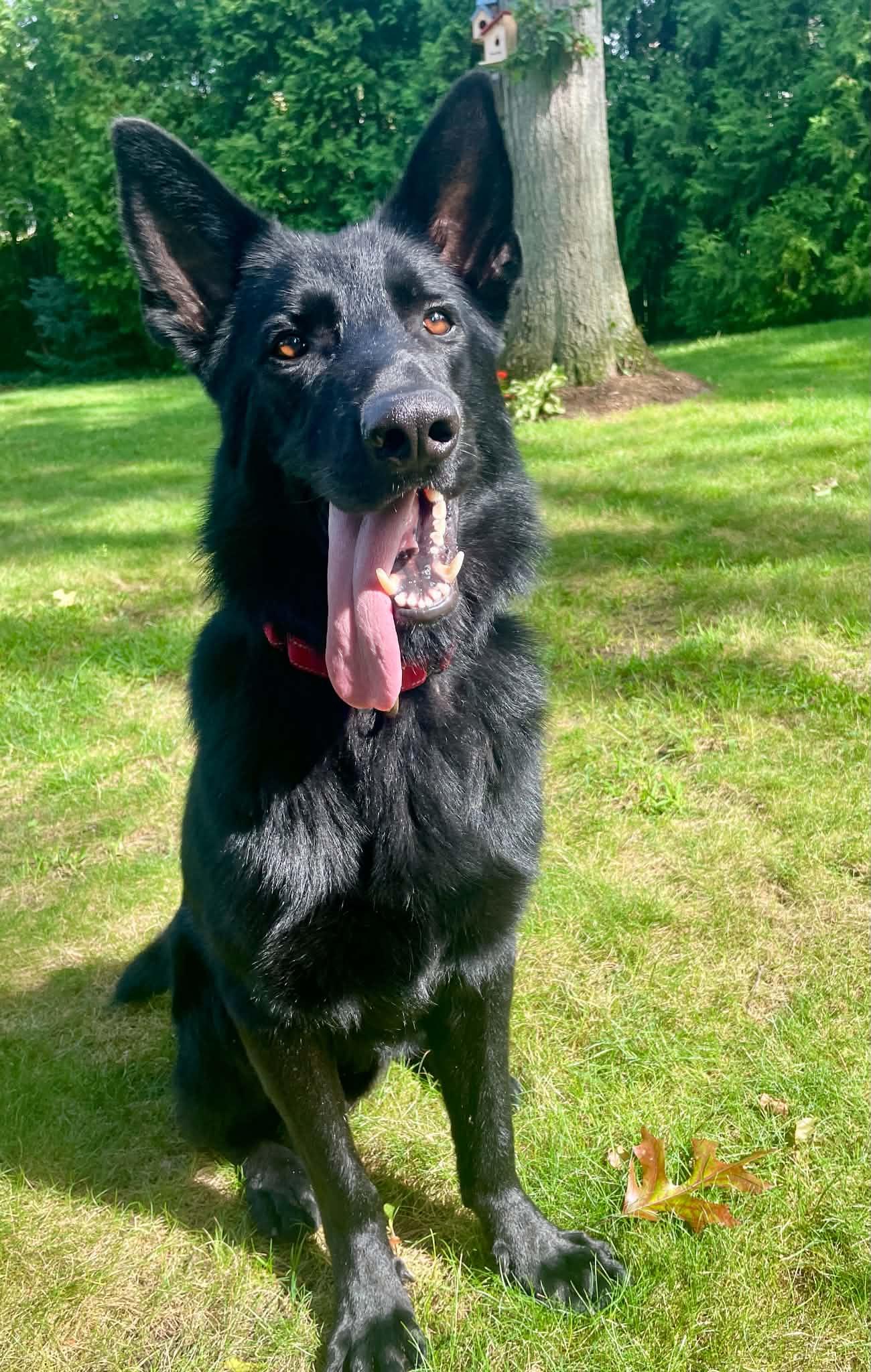 ASHER, Adoptable, Adult Male German Shepherd Dog.