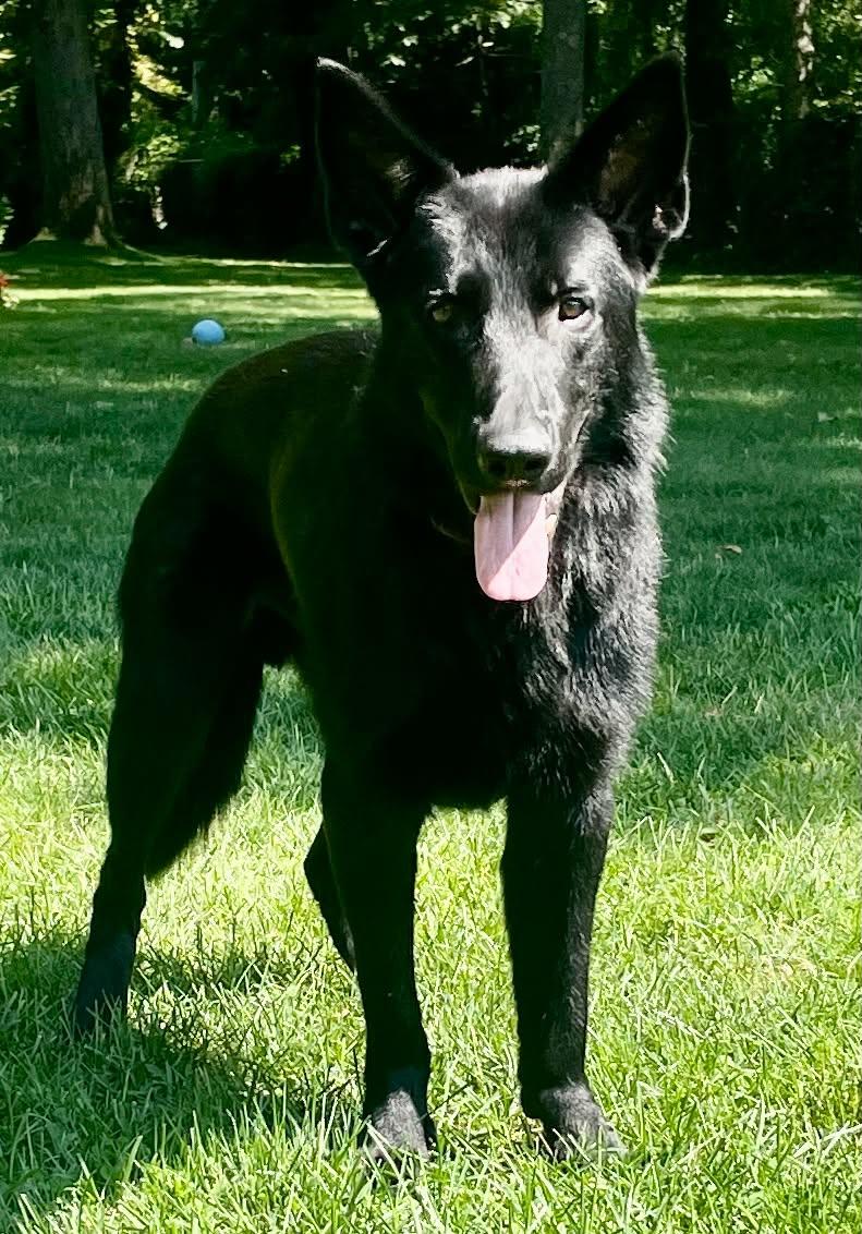 Enlarge ASHER, a Adoptable German Shepherd Dog in Holbrook, NY image 2/3