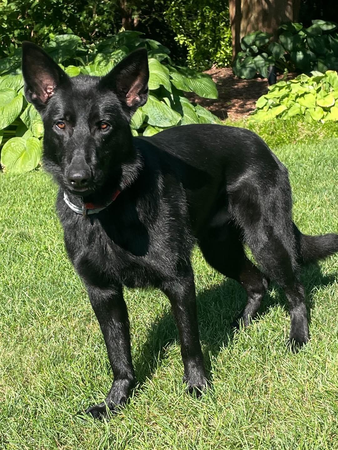 Enlarge ASHER, a Adoptable German Shepherd Dog in Holbrook, NY image 3/3