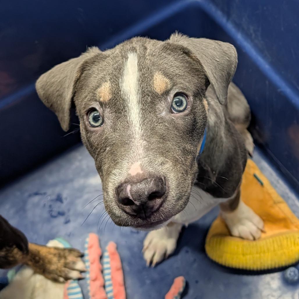 Enlarge Santa Loafers, a Adoptable Mixed Breed in Ardmore, OK image 1/1