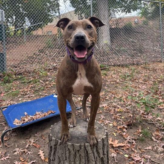 Cassie, Adoptable, Adult Female American Staffordshire Terrier.