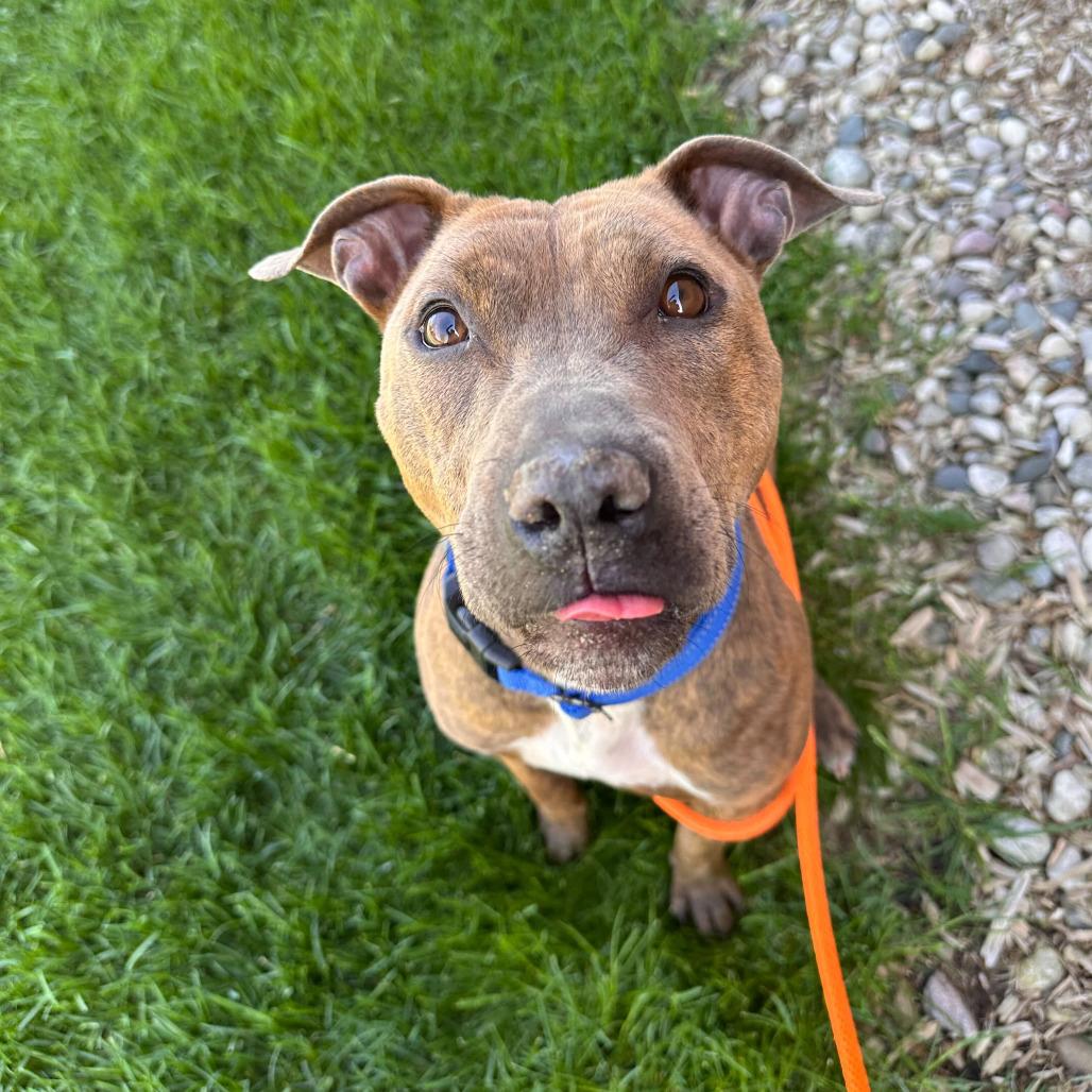 Cassie, Adoptable, Adult Female American Staffordshire Terrier.