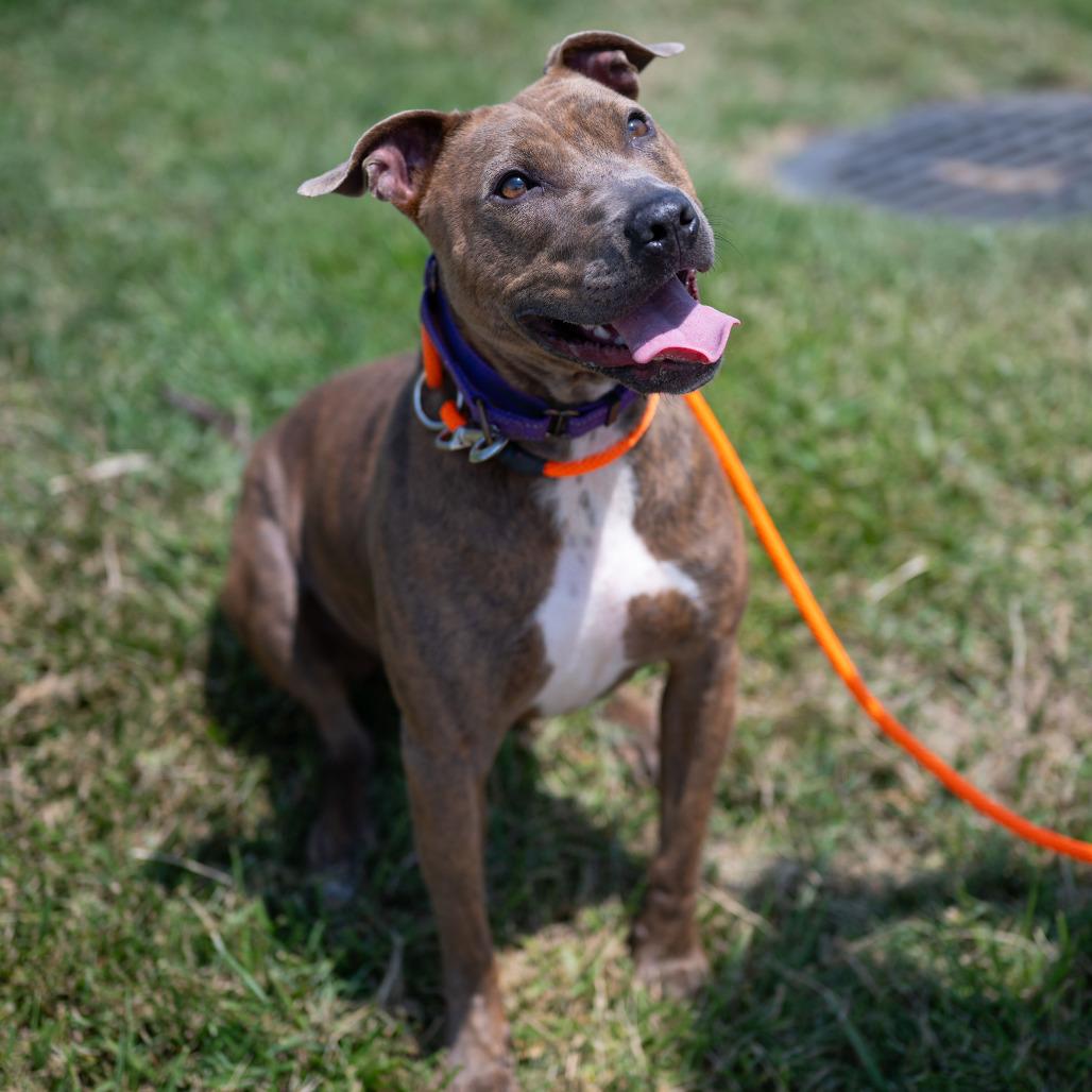 Enlarge Cassie, a Adoptable American Staffordshire Terrier in Grand Rapids, MI image 4/6