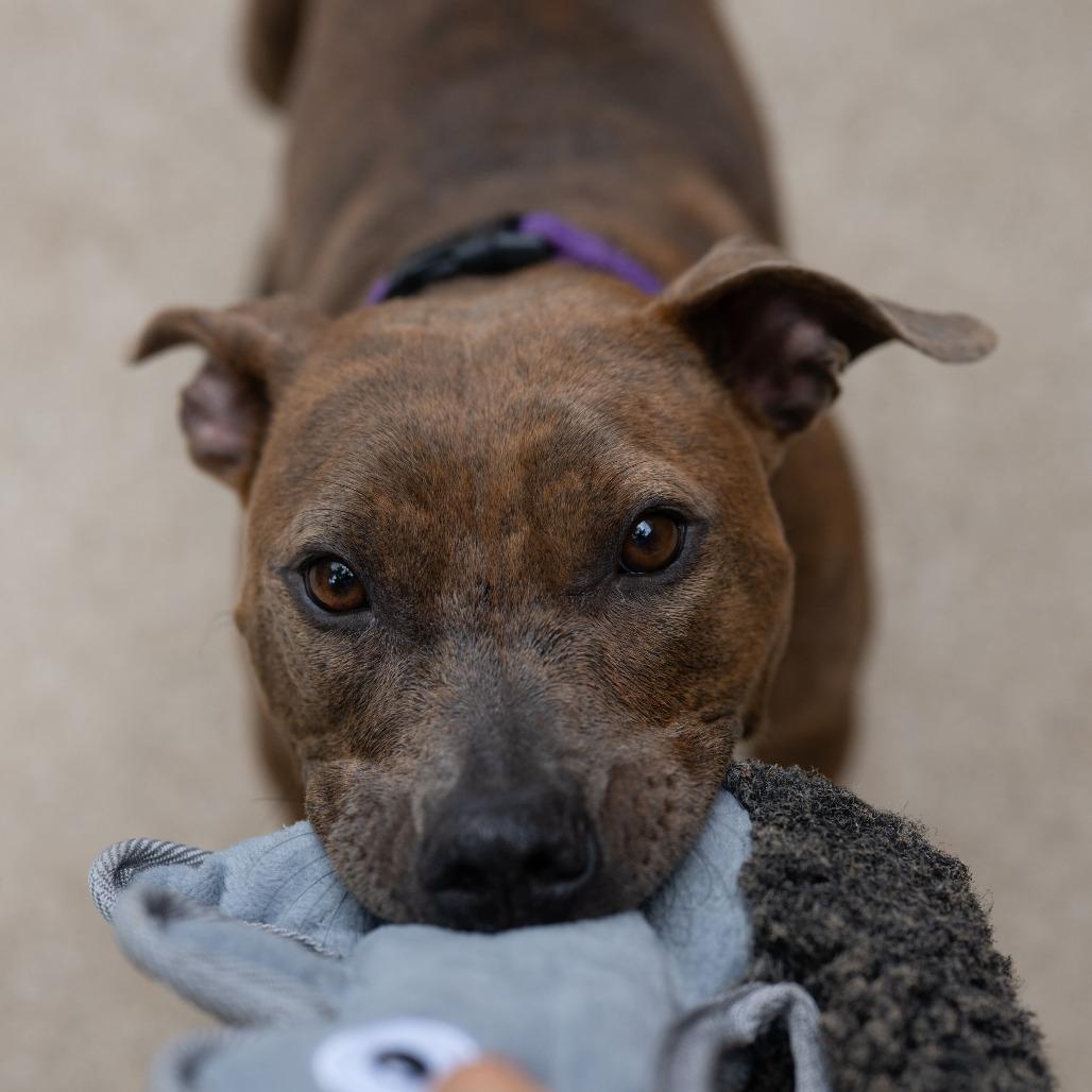 Enlarge Cassie, a Adoptable American Staffordshire Terrier in Grand Rapids, MI image 5/6