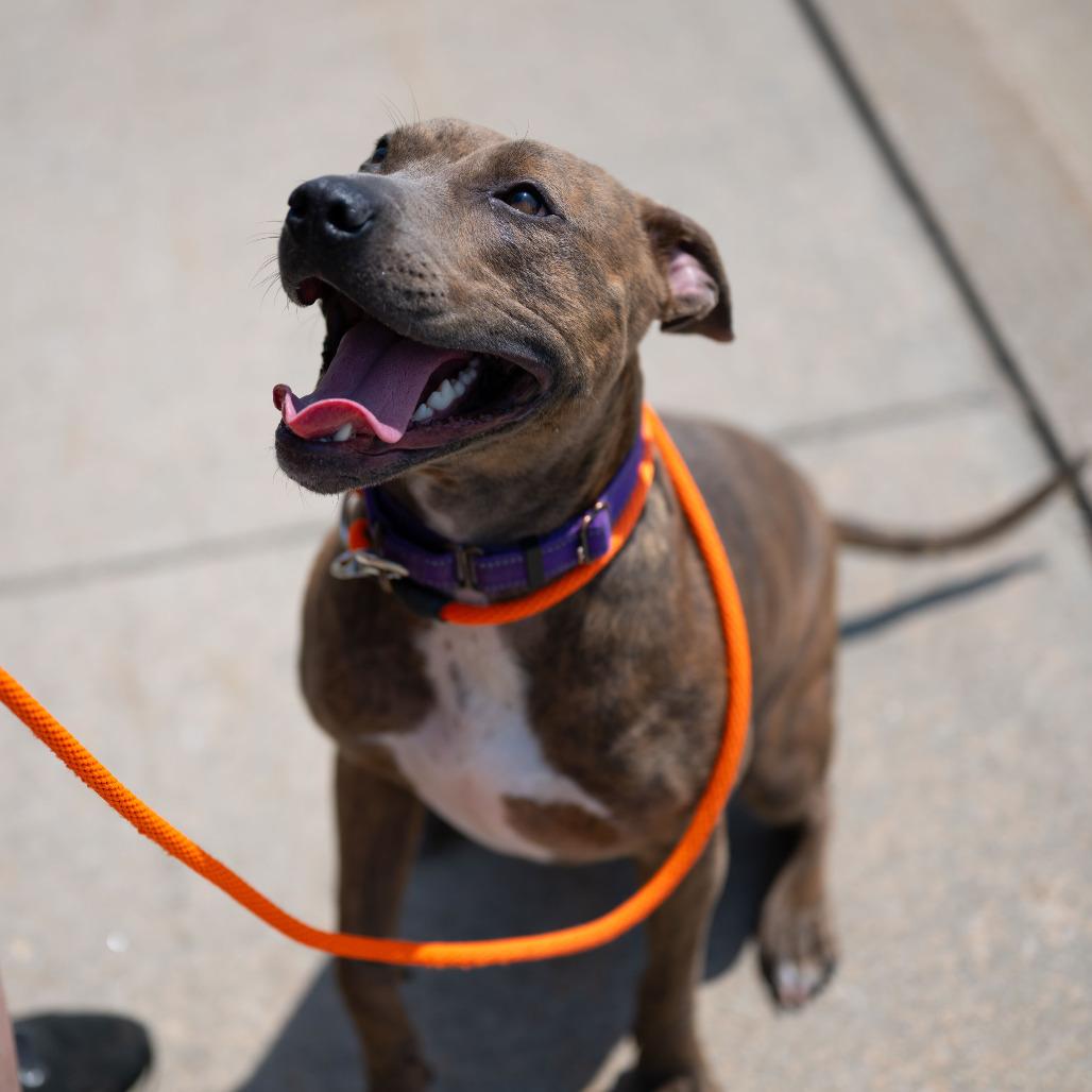 Enlarge Cassie, a Adoptable American Staffordshire Terrier in Grand Rapids, MI image 6/6