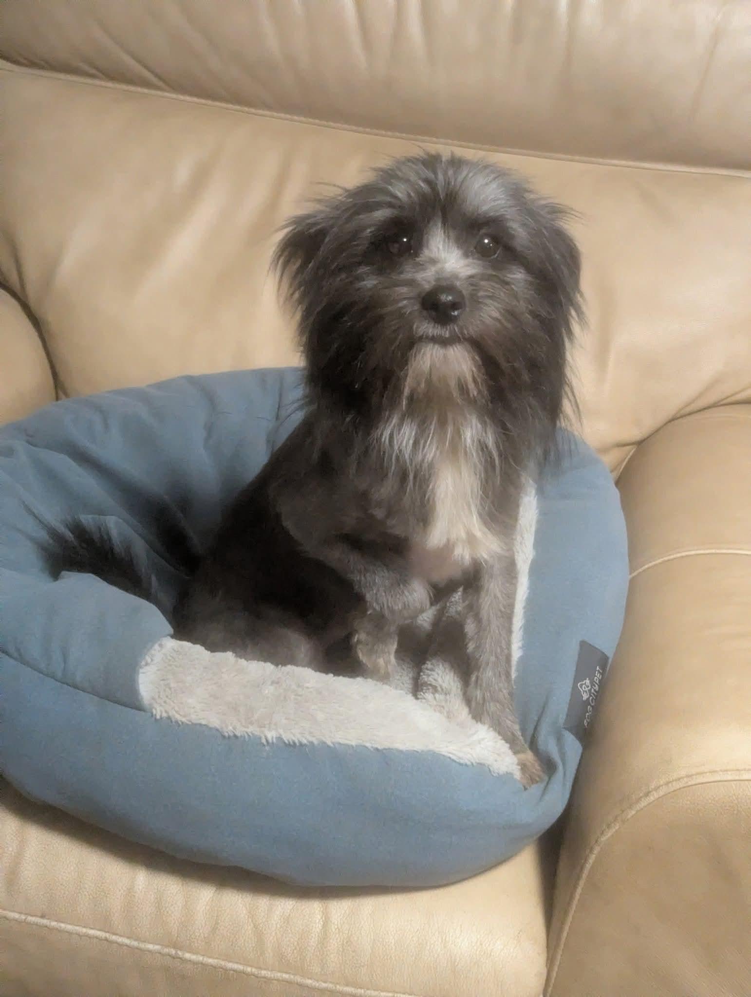 Petunia, ADOPTABLE, Adult Female Miniature Schnauzer.