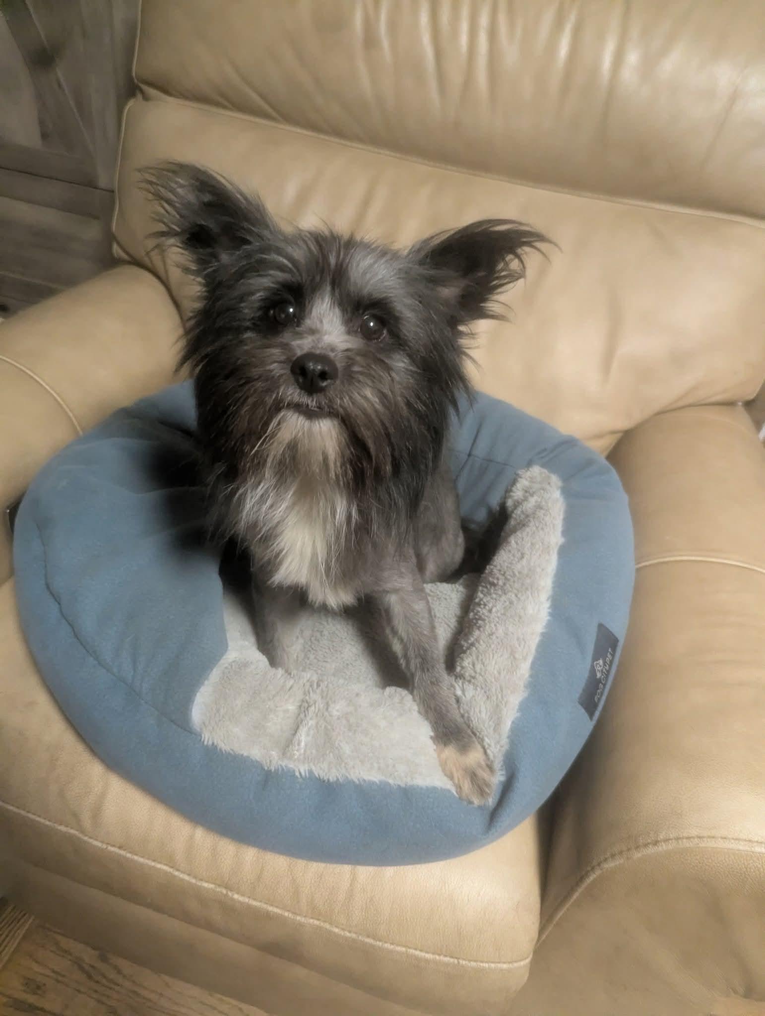 Petunia, a ADOPTABLE mixed breed in Oakland, CA image 6/6