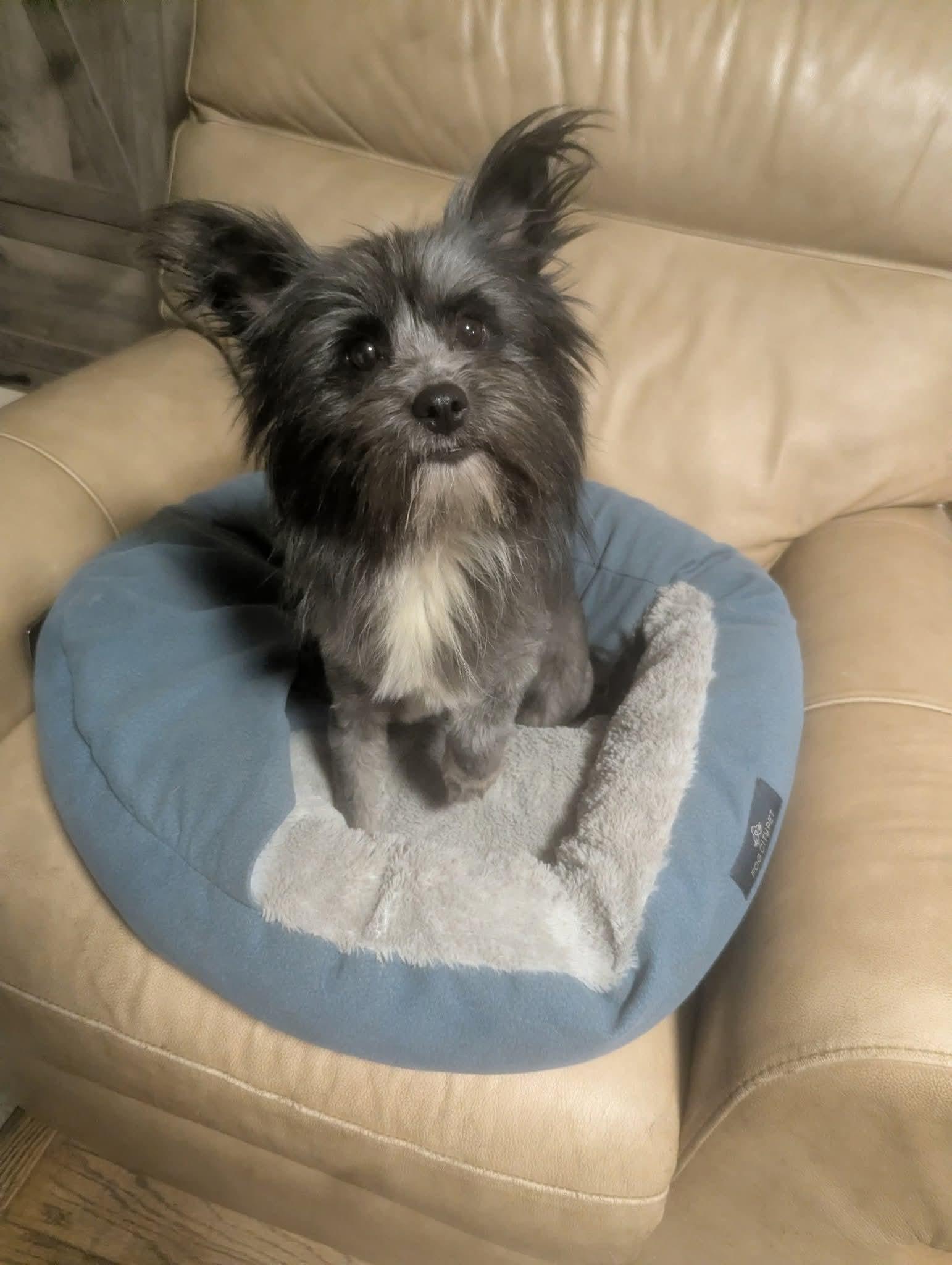 Petunia, a ADOPTABLE mixed breed in Oakland, CA image 5/6