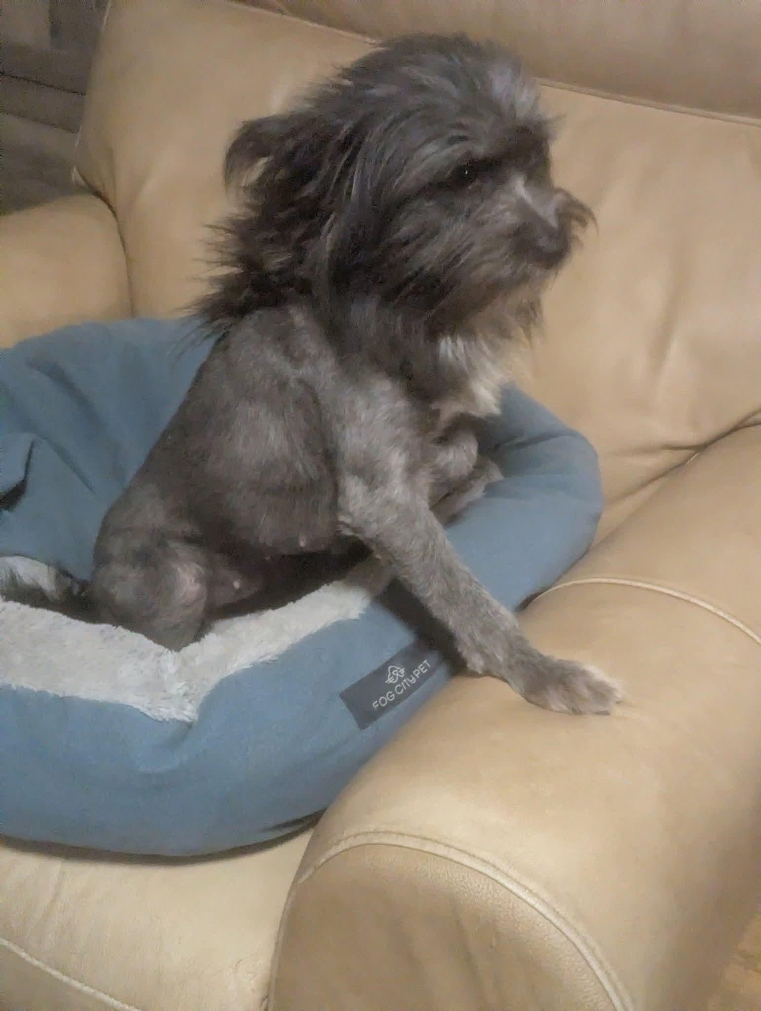 Petunia, a ADOPTABLE mixed breed in Oakland, CA image 3/6